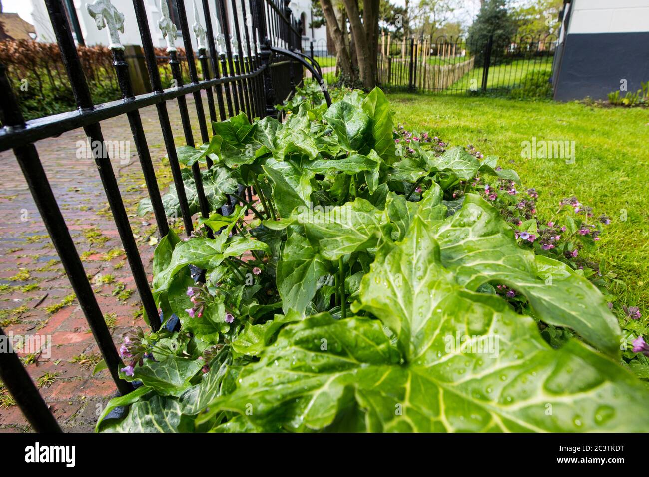 Signori italiani, arum italiano (Arum italicum), parte in un recinto da giardino, Paesi Bassi, Groningen, Zuidhoorn Foto Stock