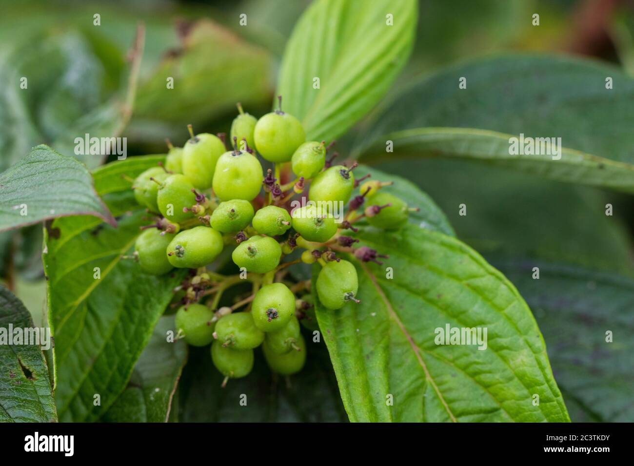 Rossier rosso, dogwood rosso-osier, pennello rosso, salice rosso, dogwood rosso, dogwood rosso-twig, dogwood americano, dogwood di ruscello, dogwood occidentale (Cornus sericea), frutta immatura, Paesi Bassi Foto Stock