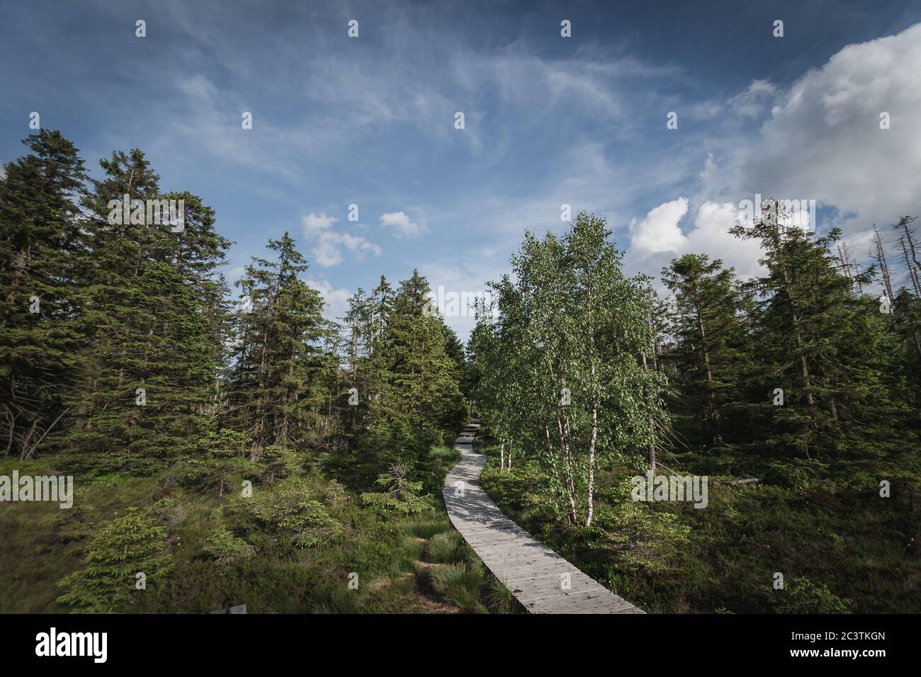 Sentiero a piedi nella foresta di harz tedesco Foto Stock