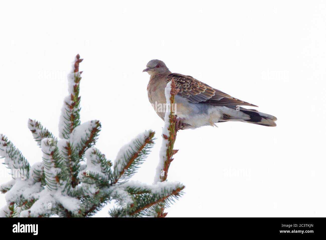 Colomba delle tartarughe occidentali (Streptopelia orientalis meena, Streptopelia meena), che si trova su un ramo innevato, Germania, Wabern Foto Stock