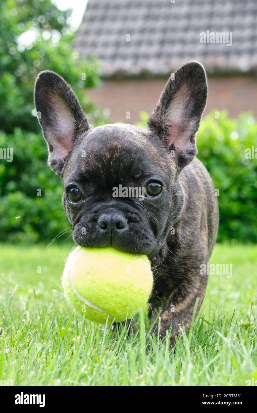 Un simpatico adorabile cane Bulldog francese marrone e nero gioca in erba con una palla gialla Foto Stock