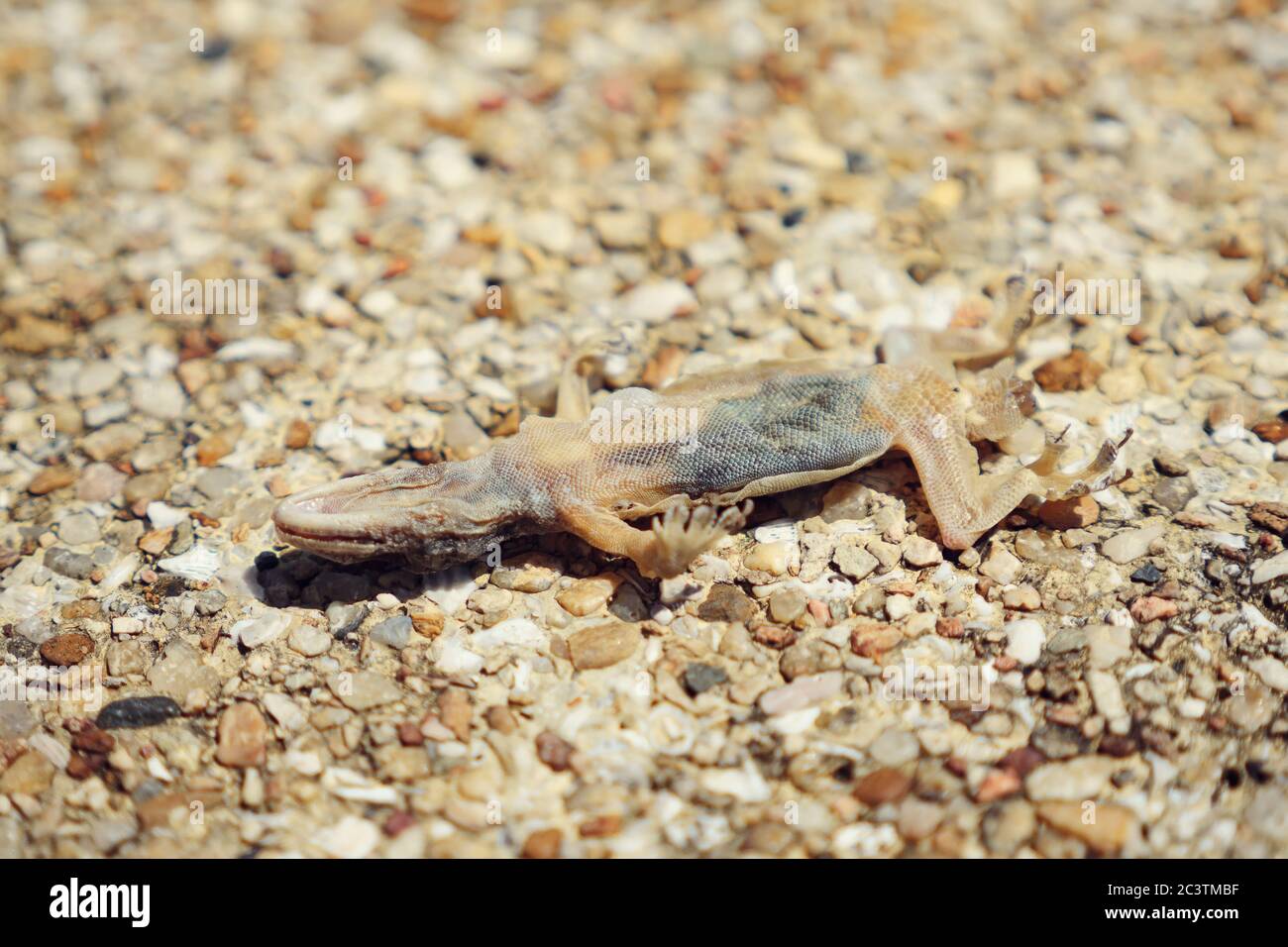 Lucertola asciutta morta su pietre piccole primo piano Foto Stock