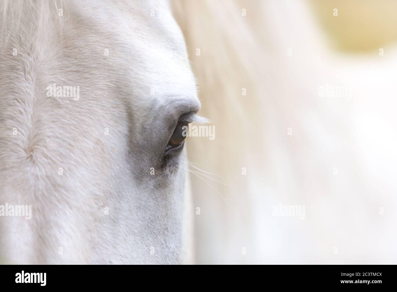 Un cavallo bianco nel dettaglio Foto Stock