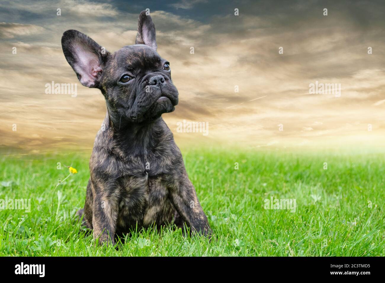 Un adorabile brindle brindate brune e nere francese Bulldog cane, su uno sfondo cielo drammatico, foto composita Foto Stock