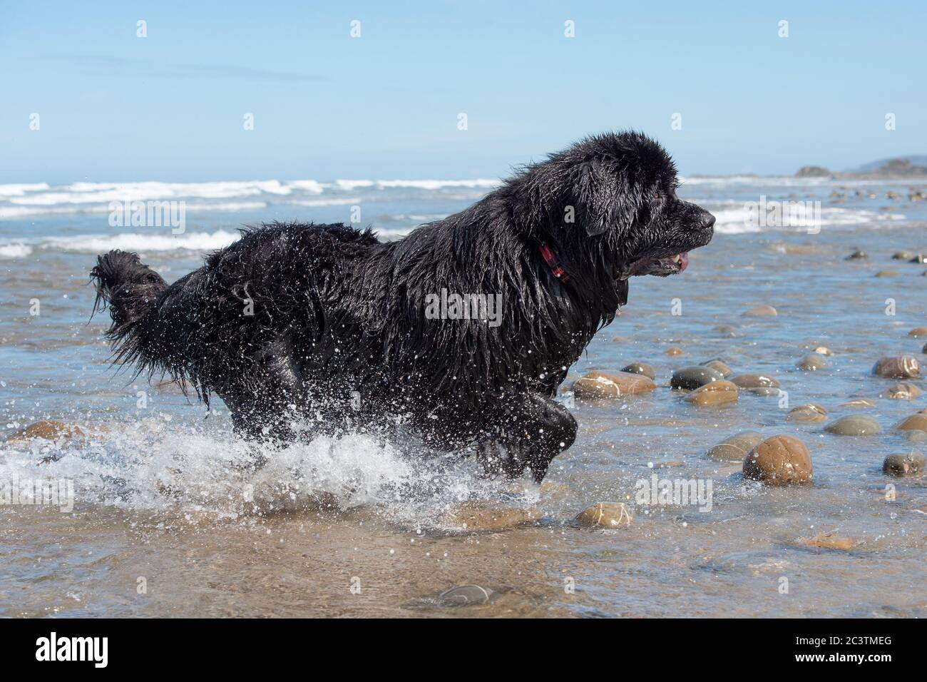 il cane di terranova che corre sulla spiaggia in vacanza Foto Stock