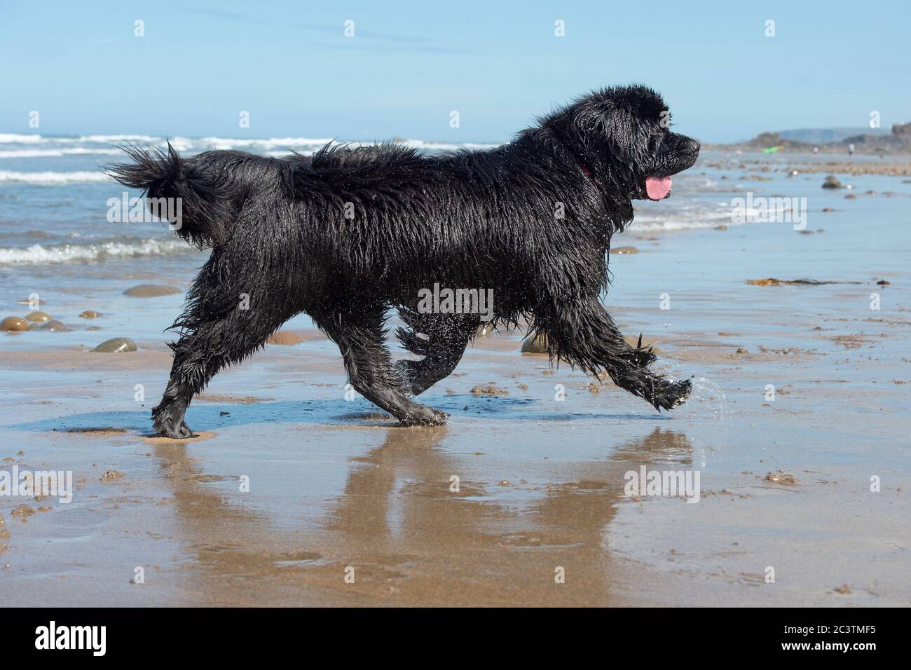 cane di terranova in spiaggia in vacanza Foto Stock