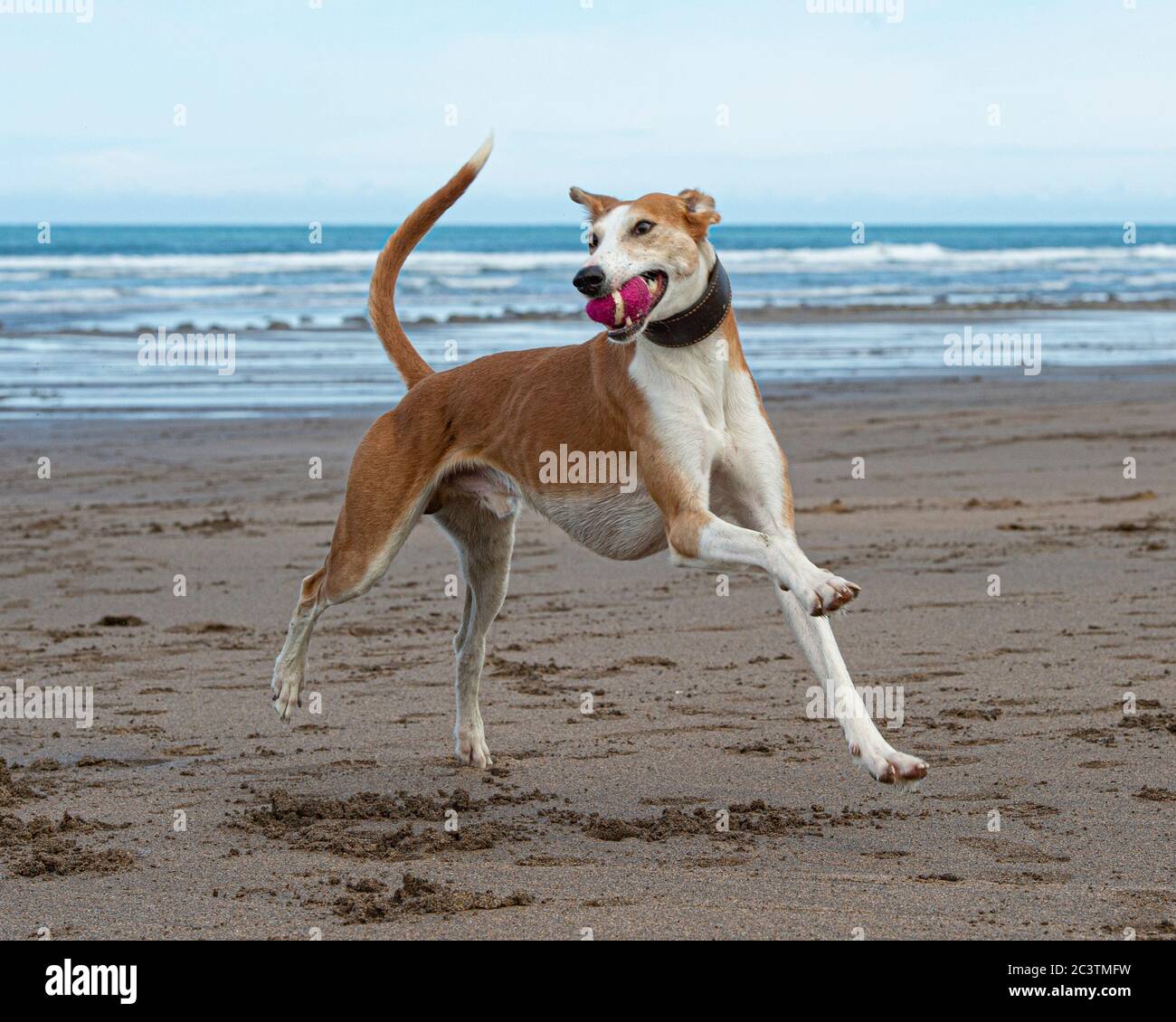 cane lurcher in spiaggia in vacanza con palla Foto Stock