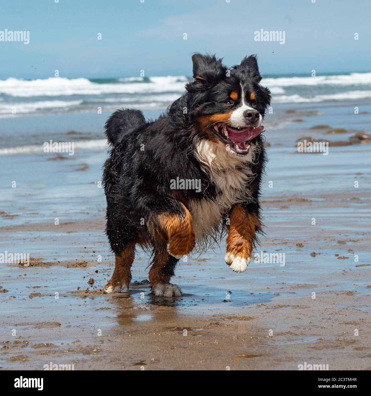 cane da montagna bernese in spiaggia in vacanza Foto Stock