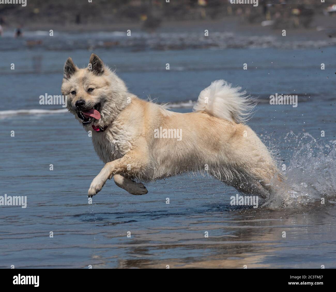 Cane Eurasier in spiaggia in vacanza Foto Stock