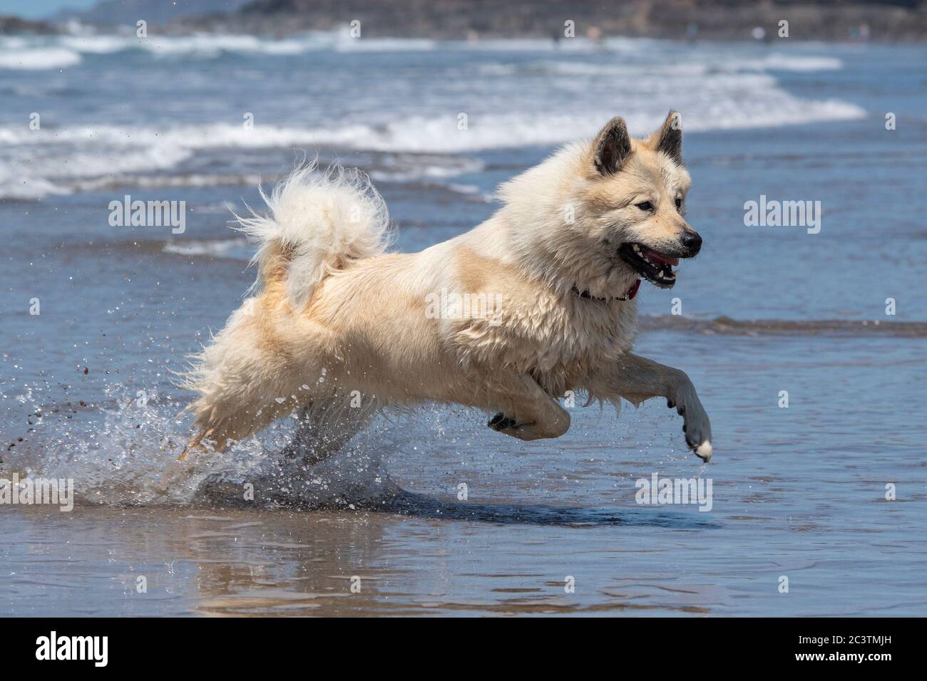 Cane Eurasier in spiaggia in vacanza Foto Stock