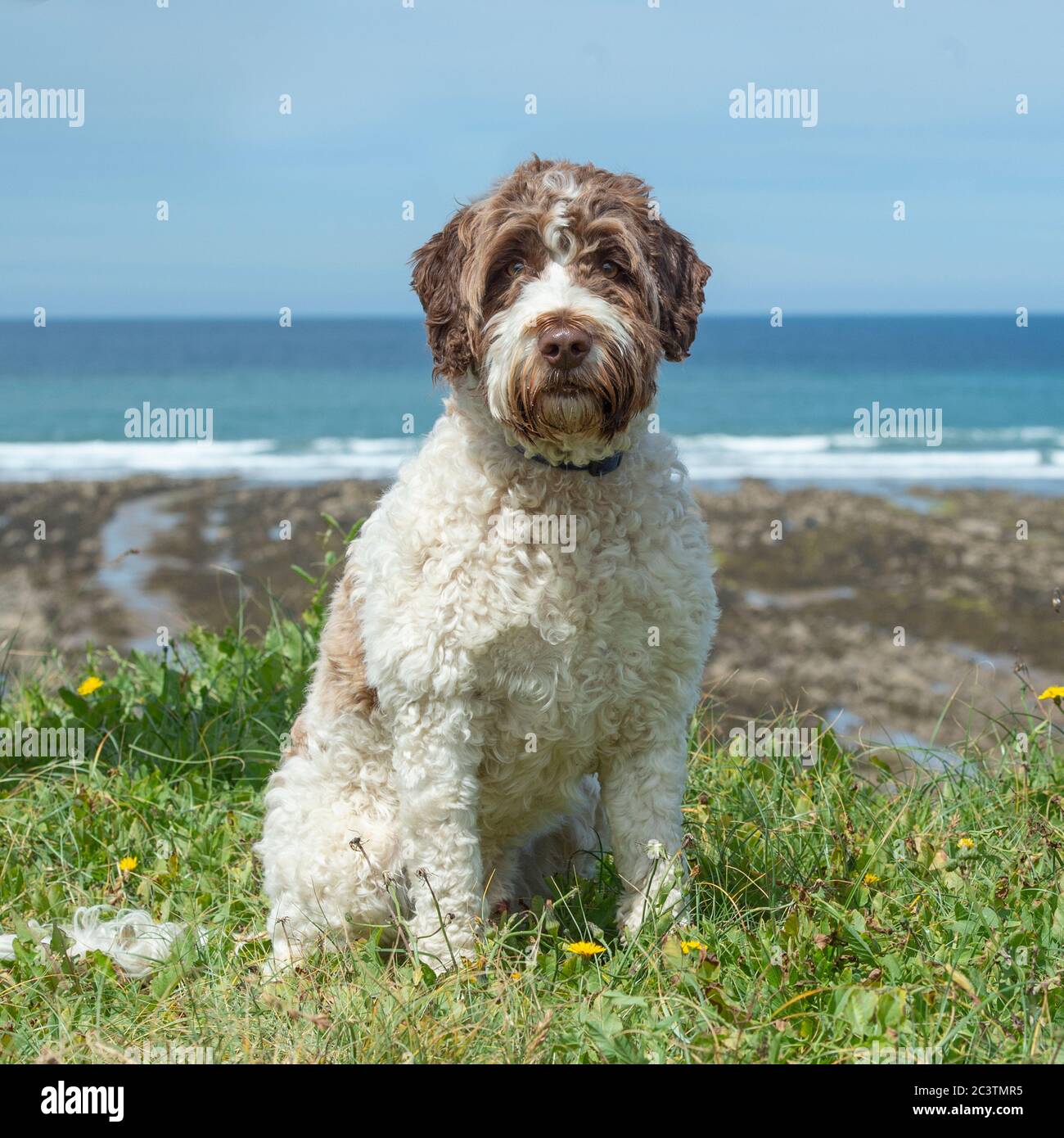 Cockapoo Foto Stock