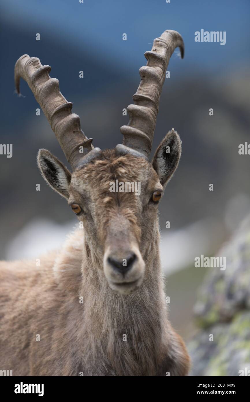 Uno stambecco su una montagna Foto Stock