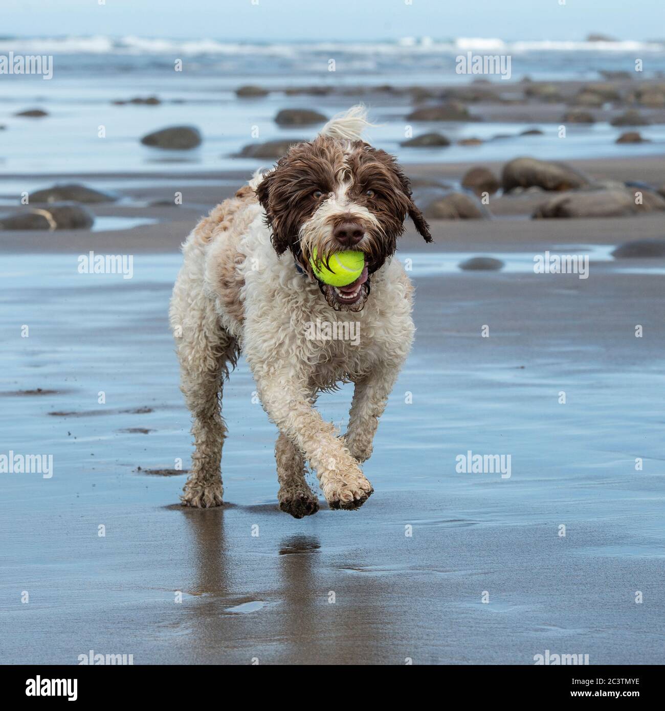 Cockapoo Foto Stock