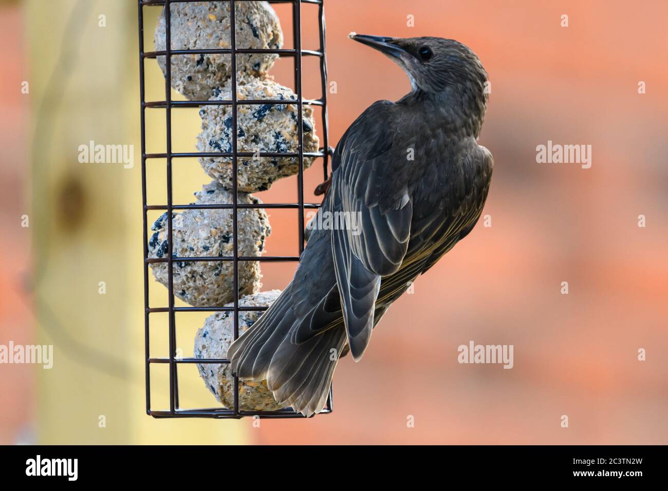 SStarling su un alimentatore di uccelli Foto Stock