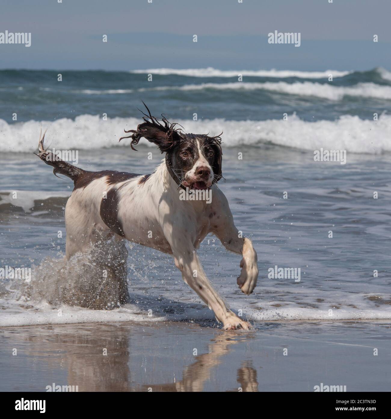 english springer spaniel cane giocare a onde Foto Stock