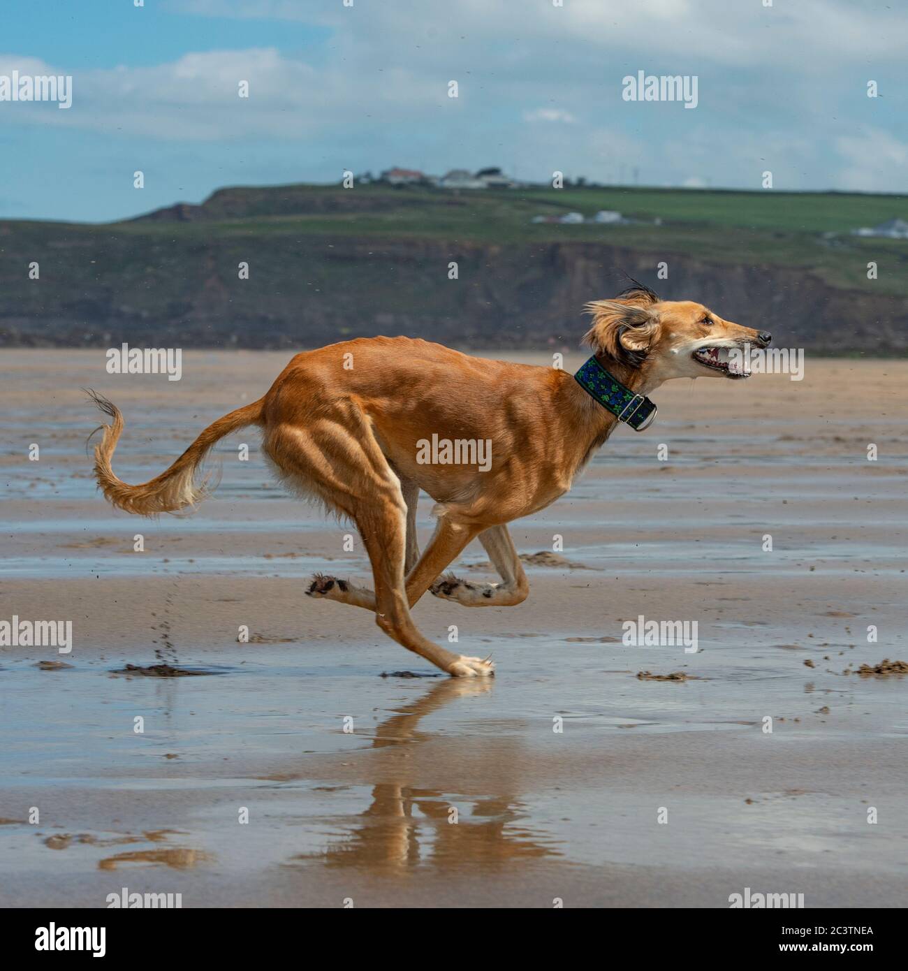 Saluki Foto Stock