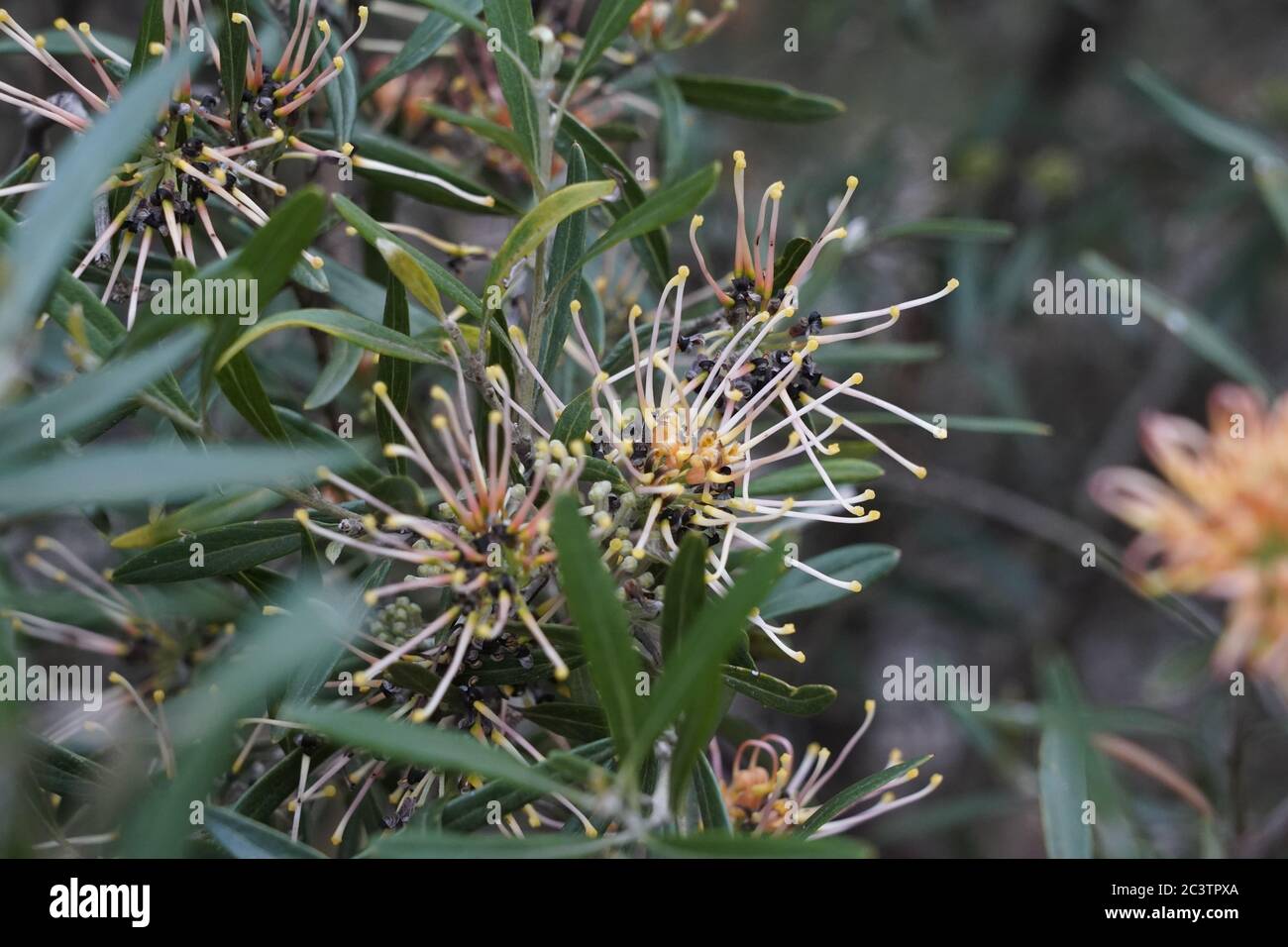 Grevillea in piena fioritura, tendrils akimbo Foto Stock