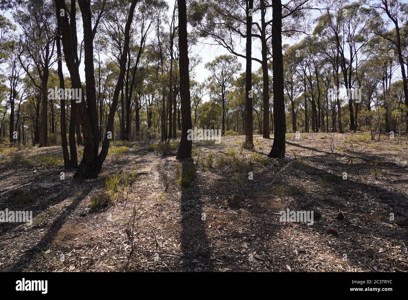 Sole e ombre negli alberi autoctoni di corteccia di Bendigo, Victoria, Australia Foto Stock