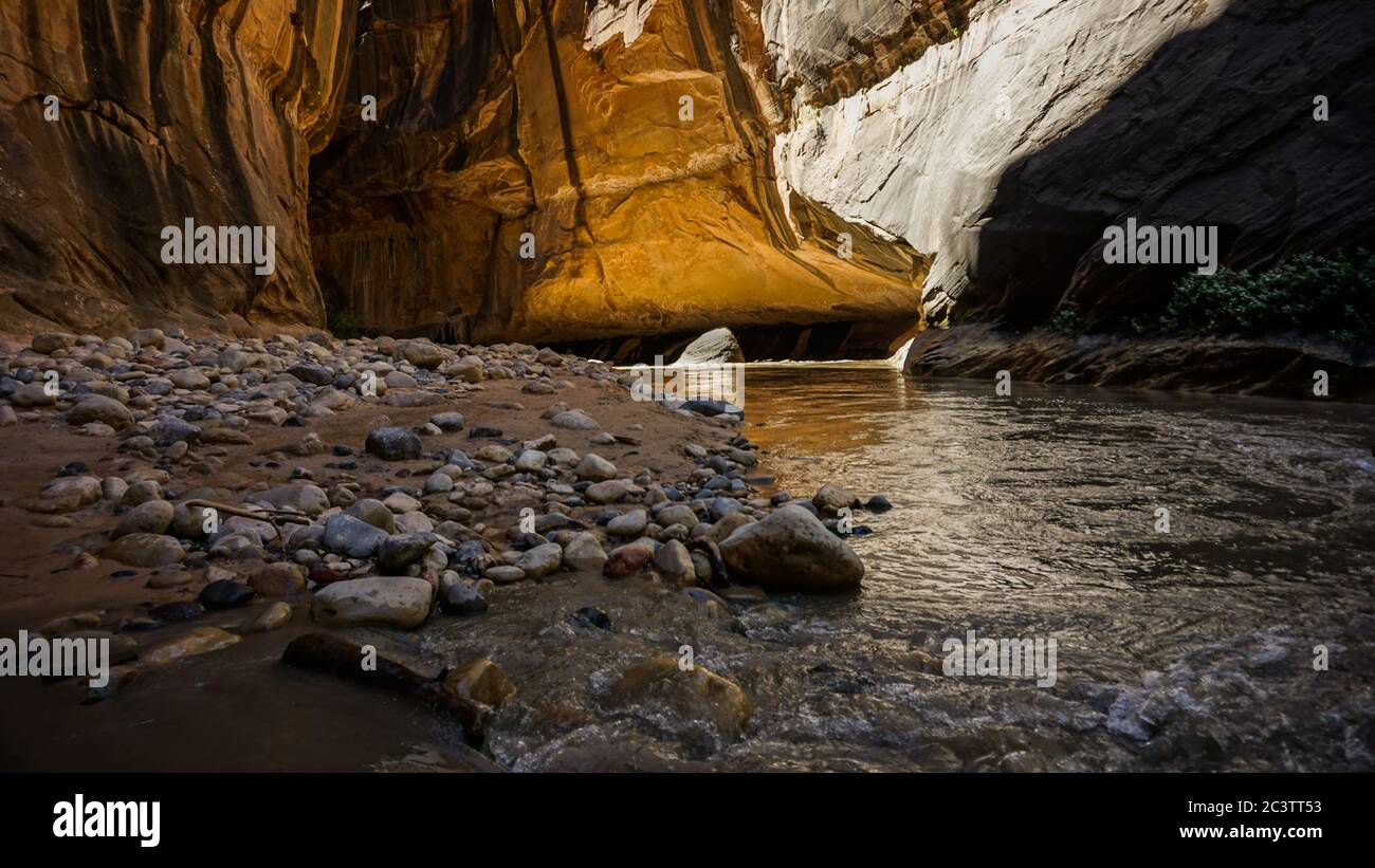 Escursione attraverso le Narrows del Parco Nazionale di Zion Valley, Utah. Foto Stock