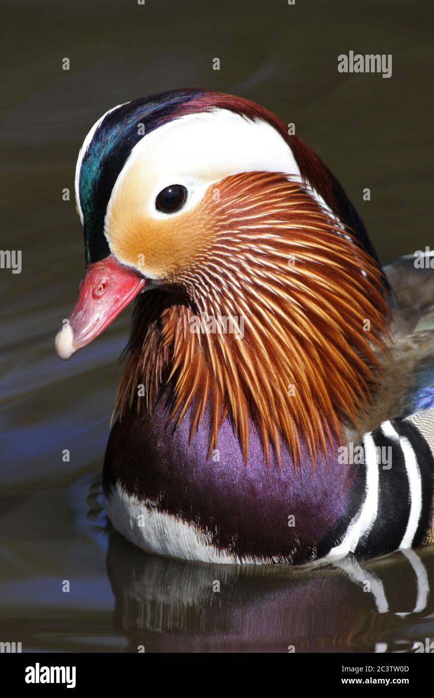 Anatra di mandarino (Aix galericulata) - maschio Foto Stock