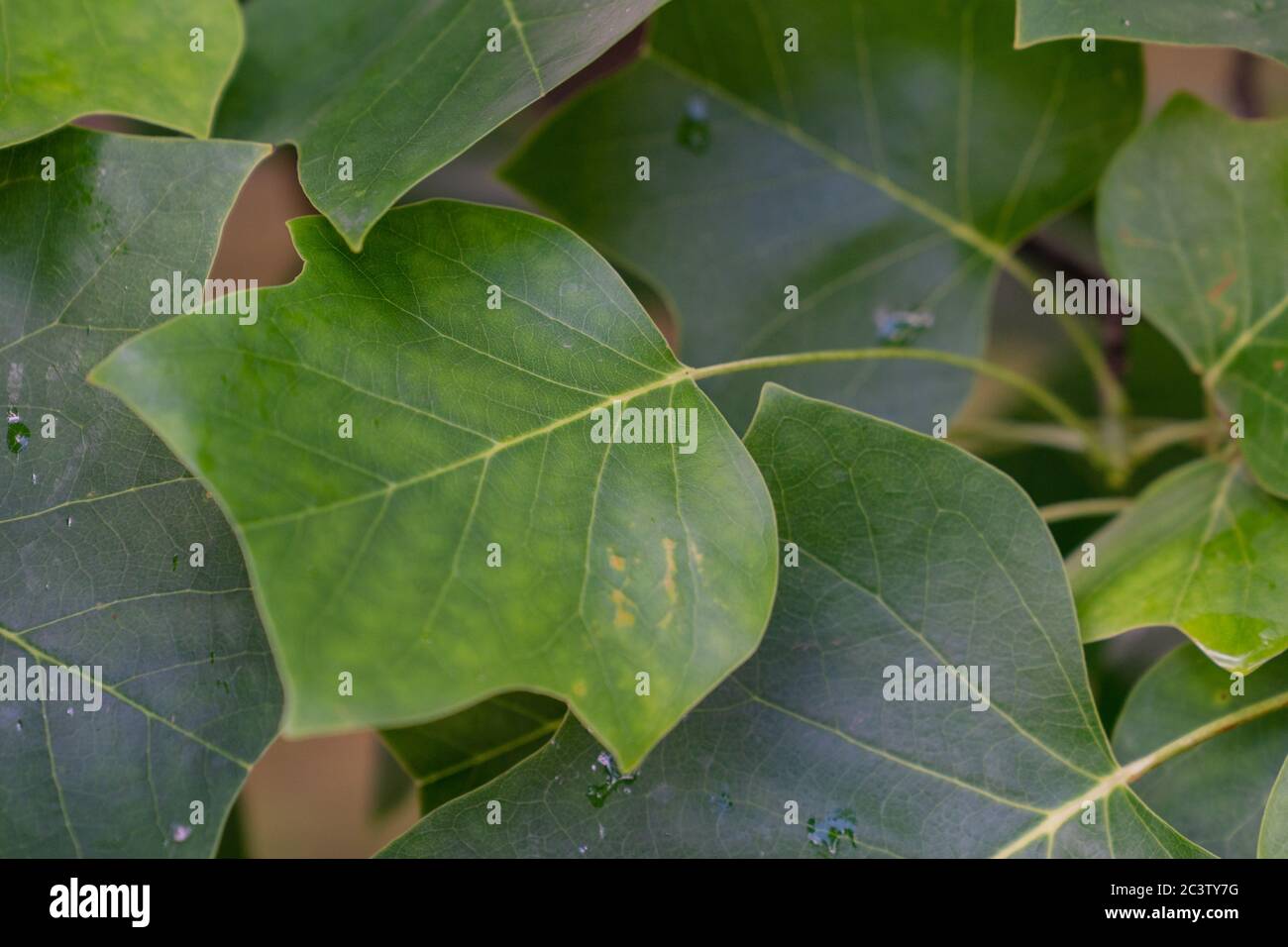 Tulipano (Liriodendron tulipifera) Foto Stock