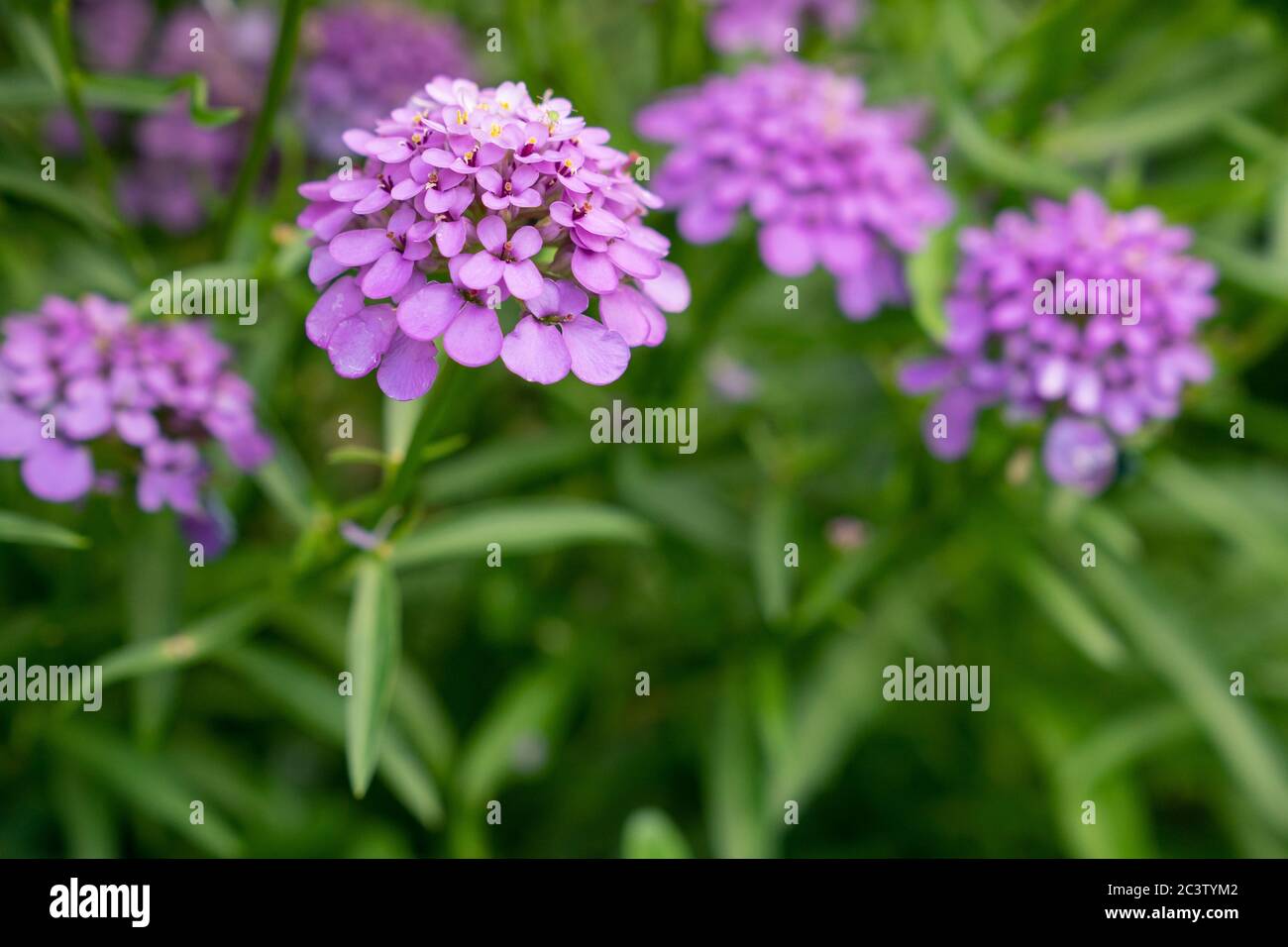Candytuft o Globe Candytuft (Iberis umbellata) Foto Stock