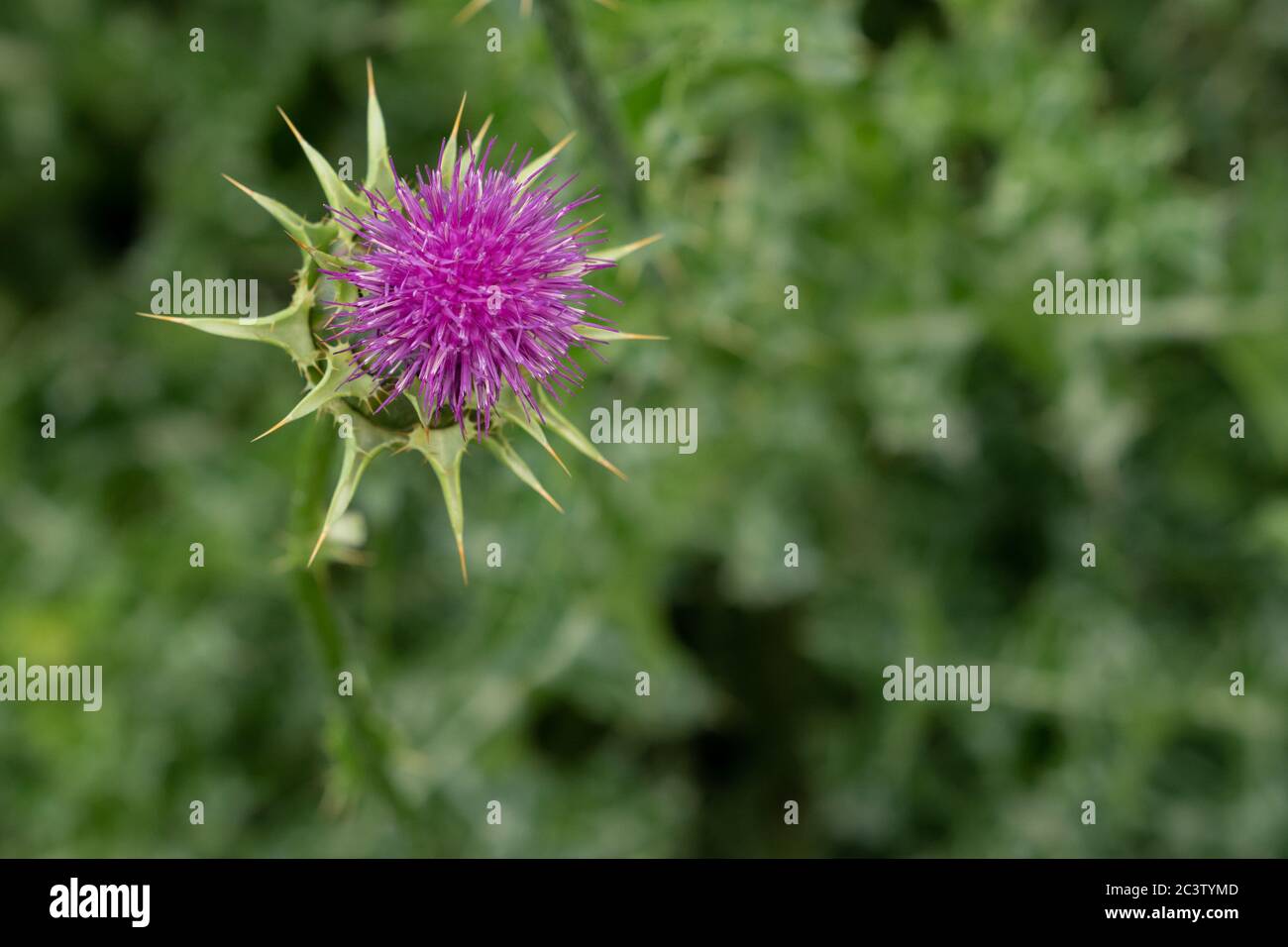 Cardo (Silybum marianum) Foto Stock