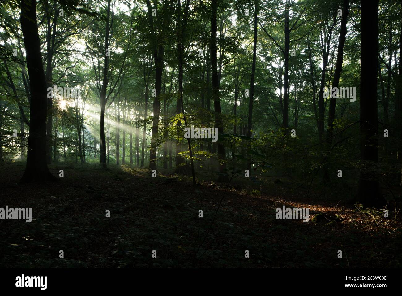 La luce del sole della mattina presto fluisce attraverso i rami in un bosco dell'Hampshire, Regno Unito Foto Stock