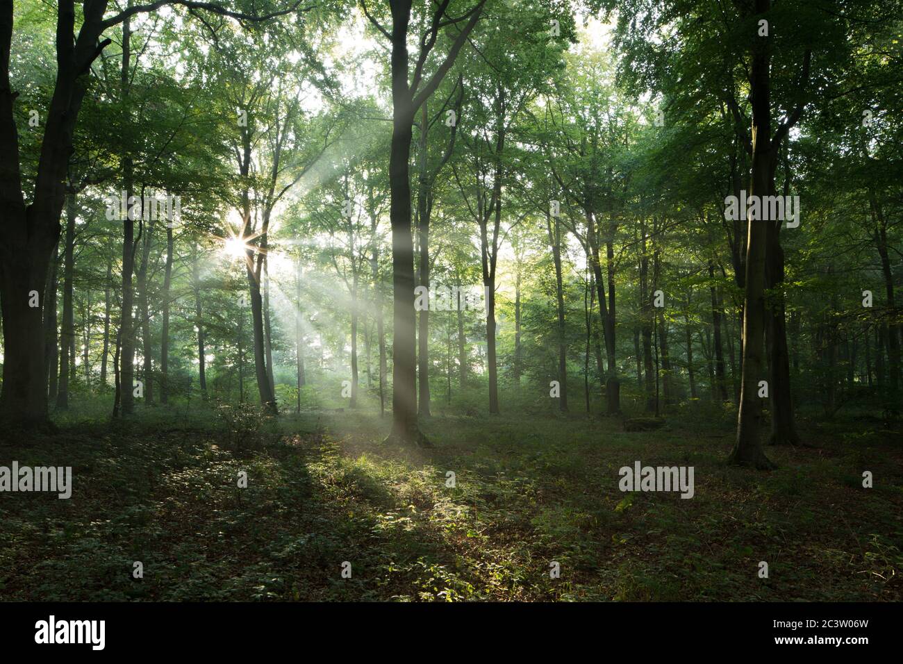La luce del sole della mattina presto fluisce attraverso i rami in un bosco dell'Hampshire, Regno Unito Foto Stock