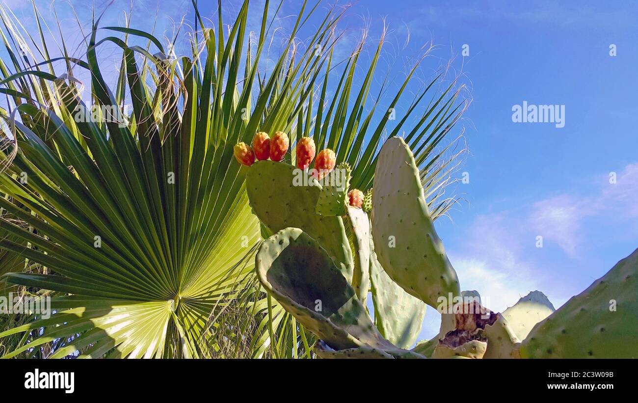 Frutti di pera di prickly maturi commestibili (opuntia, fico di barbaro o ficus-barbarica) su pianta di cactus con cielo blu e foglie di palma sulla costa mediterranea. Foto Stock