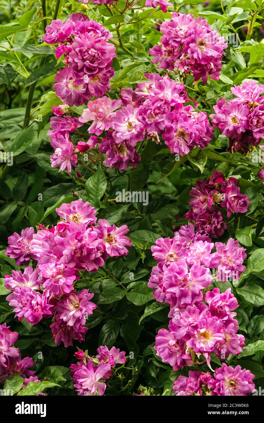 Rosa 'Veilchenblau' Rambler Rose Foto Stock