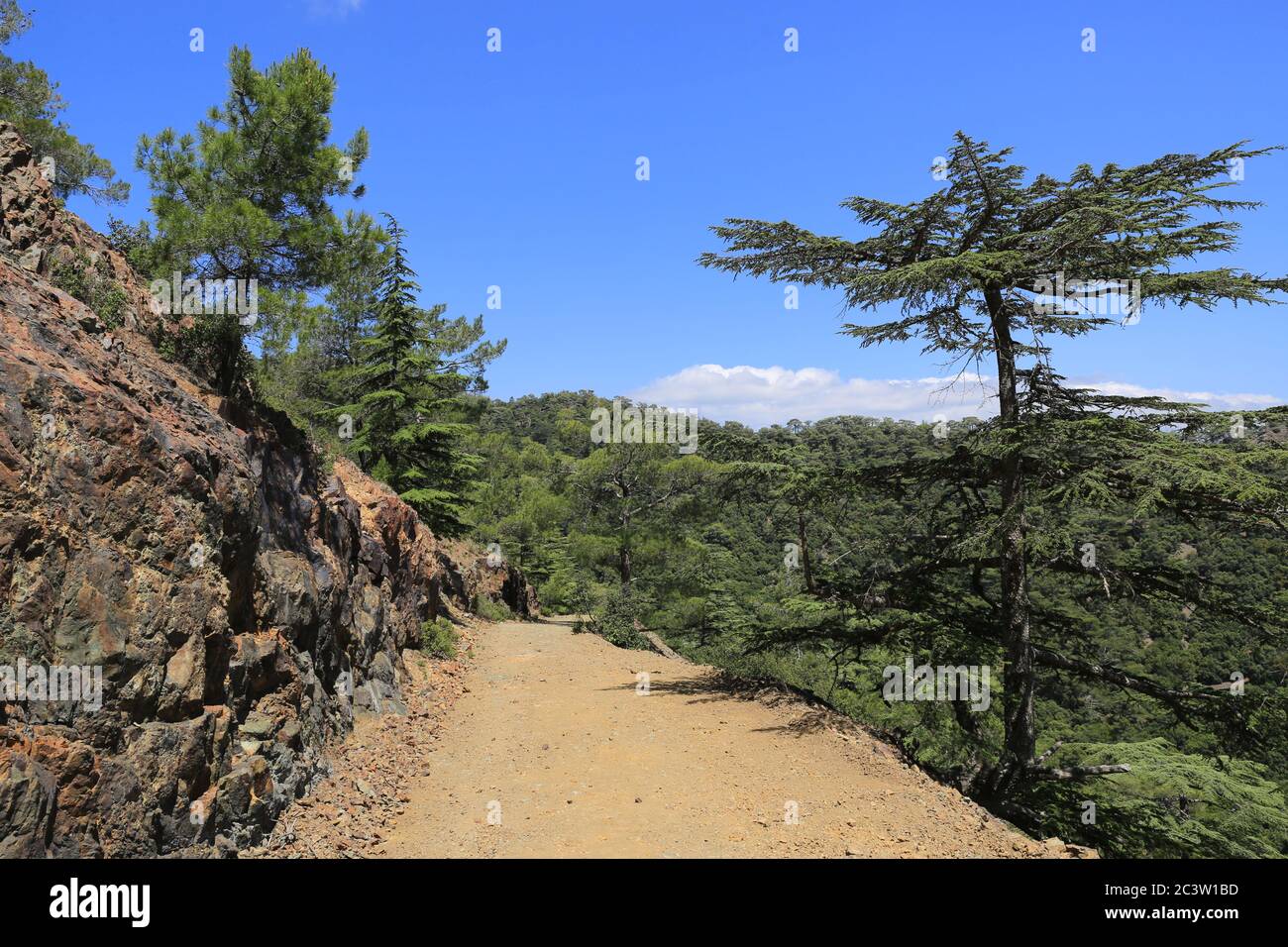 Trodos cedar vicolo a Cipro. Famosa passeggiata turistica. Foto Stock