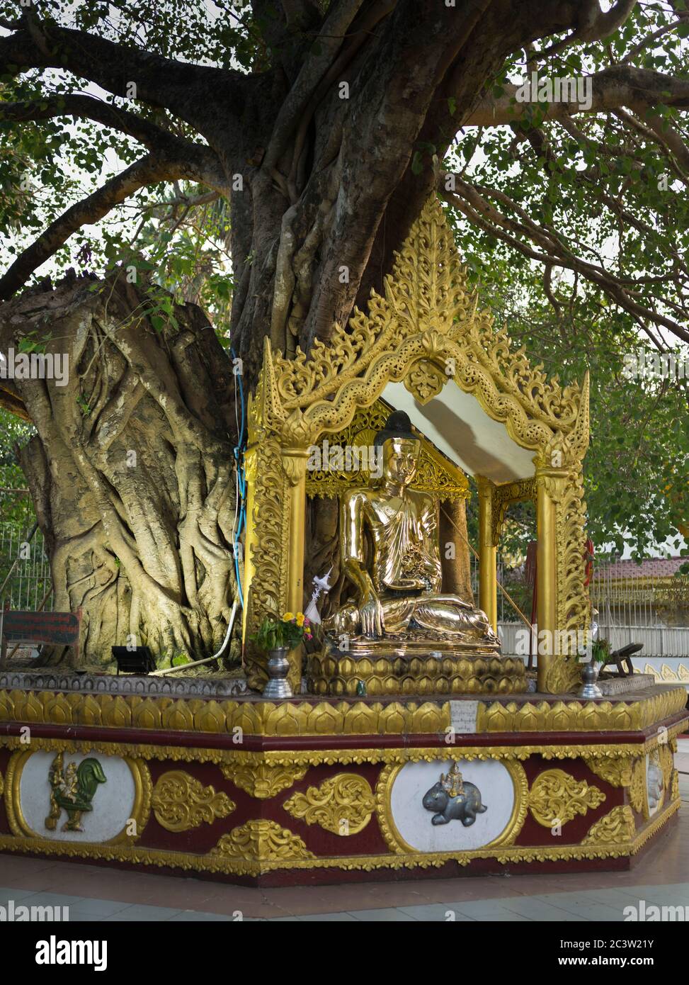 dh Shwedagon Pagoda tempio YANGON MYANMAR birmano Zedi Daw Golden buddha sotto l'albero di Bodhi buddismo foglia d'oro grande dagon Foto Stock