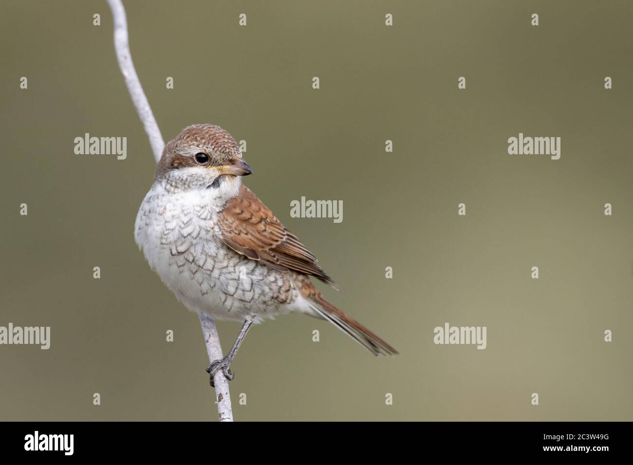 Un giovane Shrike (Lanius collurio) a Newhaven, East Sussex, Regno Unito. Foto Stock