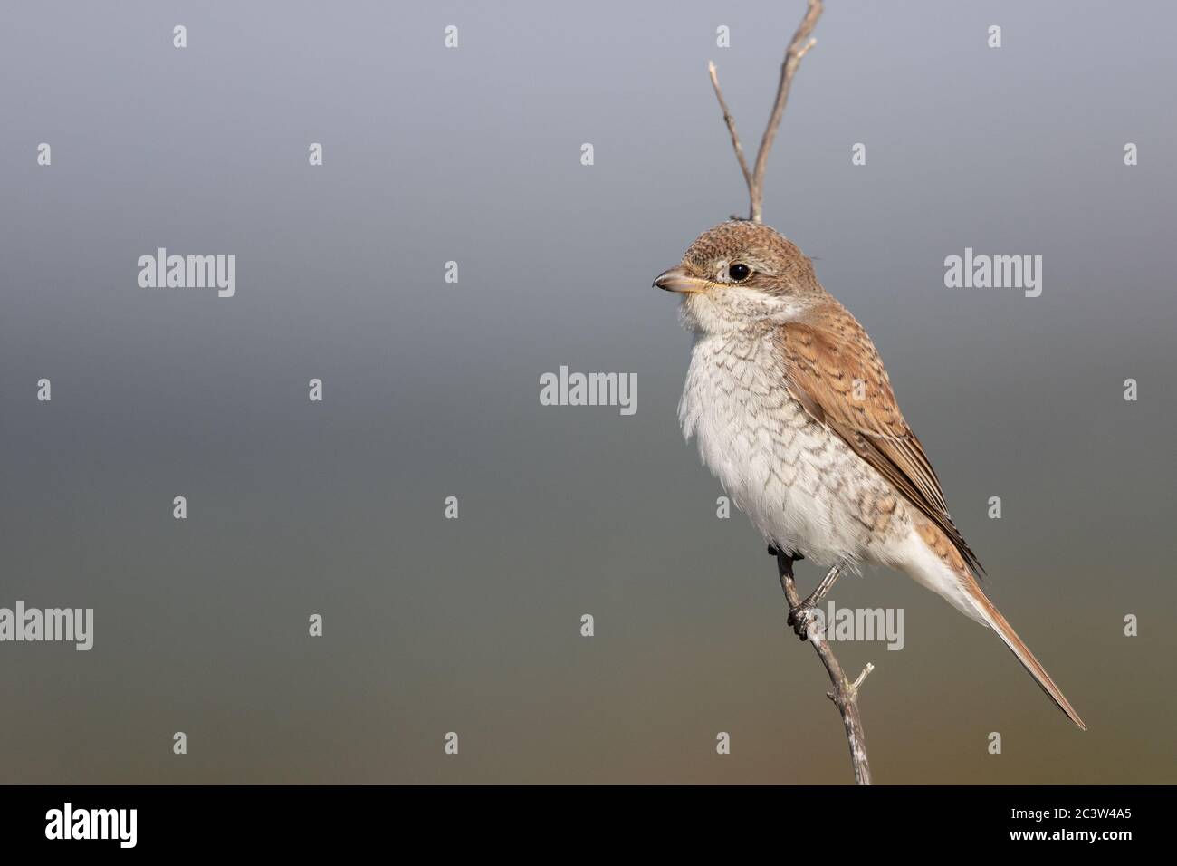 Un giovane Shrike (Lanius collurio) a Newhaven, East Sussex, Regno Unito. Foto Stock