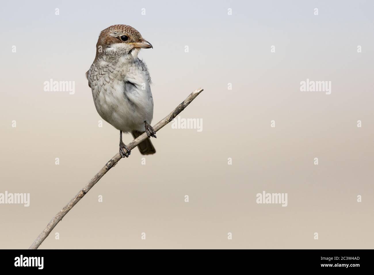 Un giovane Shrike (Lanius collurio) a Newhaven, East Sussex, Regno Unito. Foto Stock