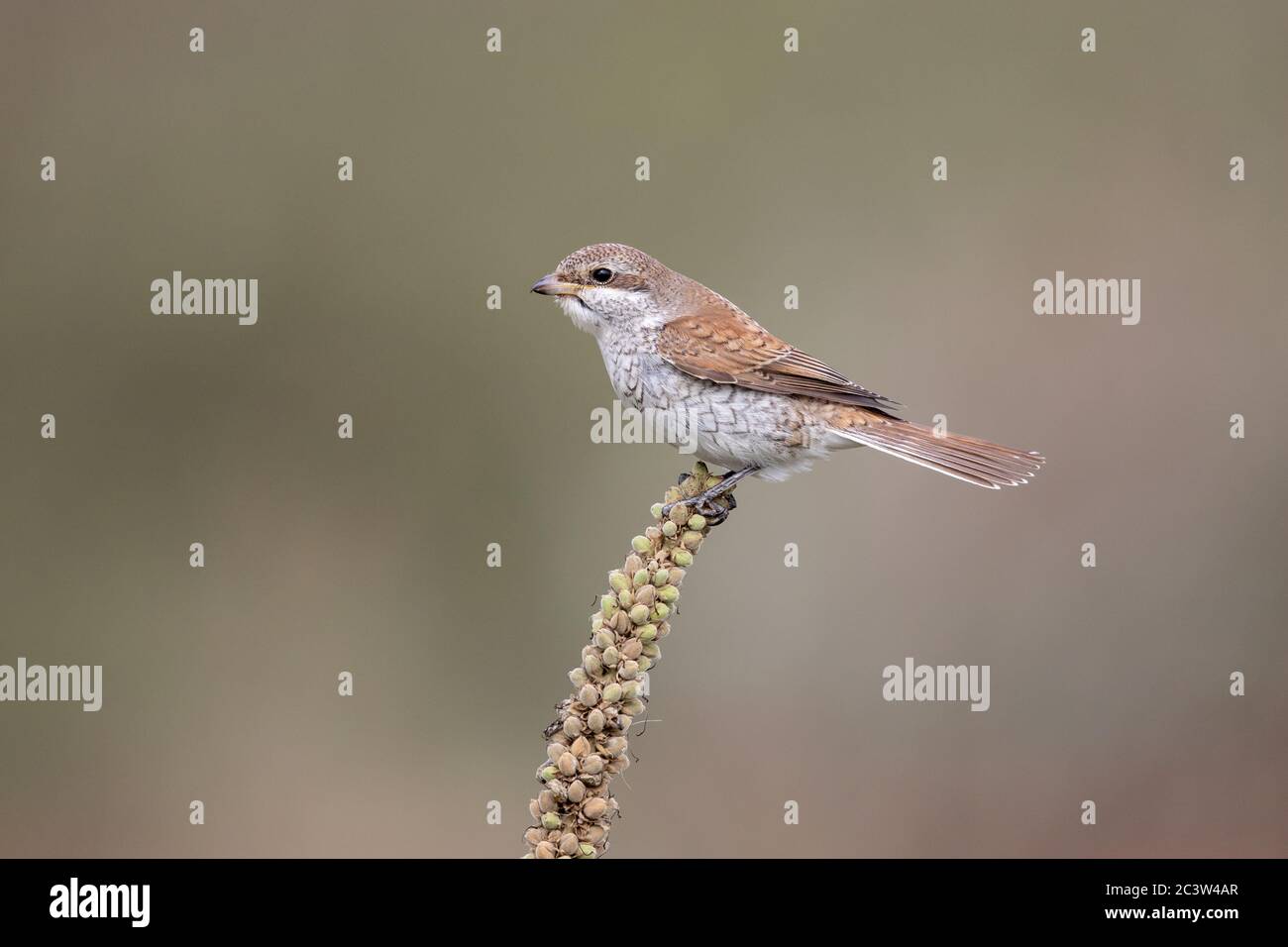 Un giovane Shrike (Lanius collurio) a Newhaven, East Sussex, Regno Unito. Foto Stock