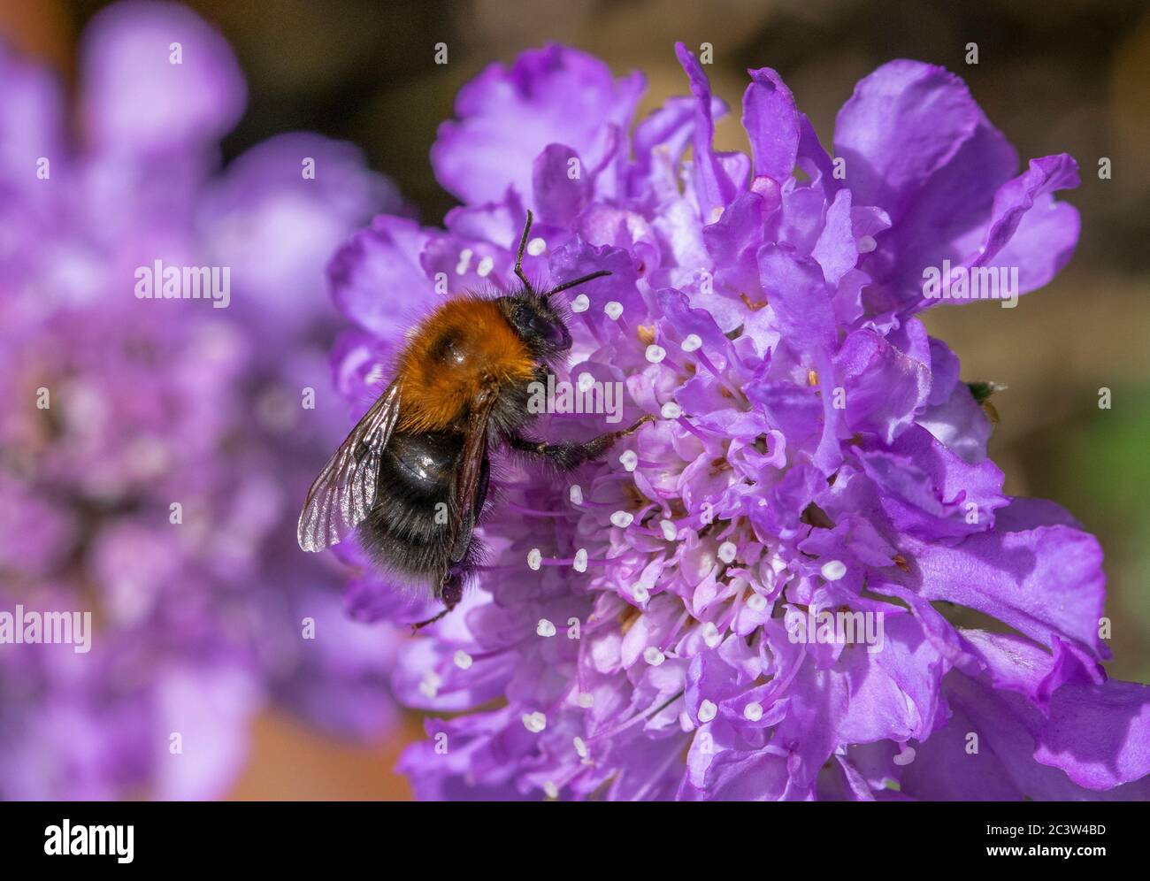 Albero Bumblebee su fiore Scabious Foto Stock