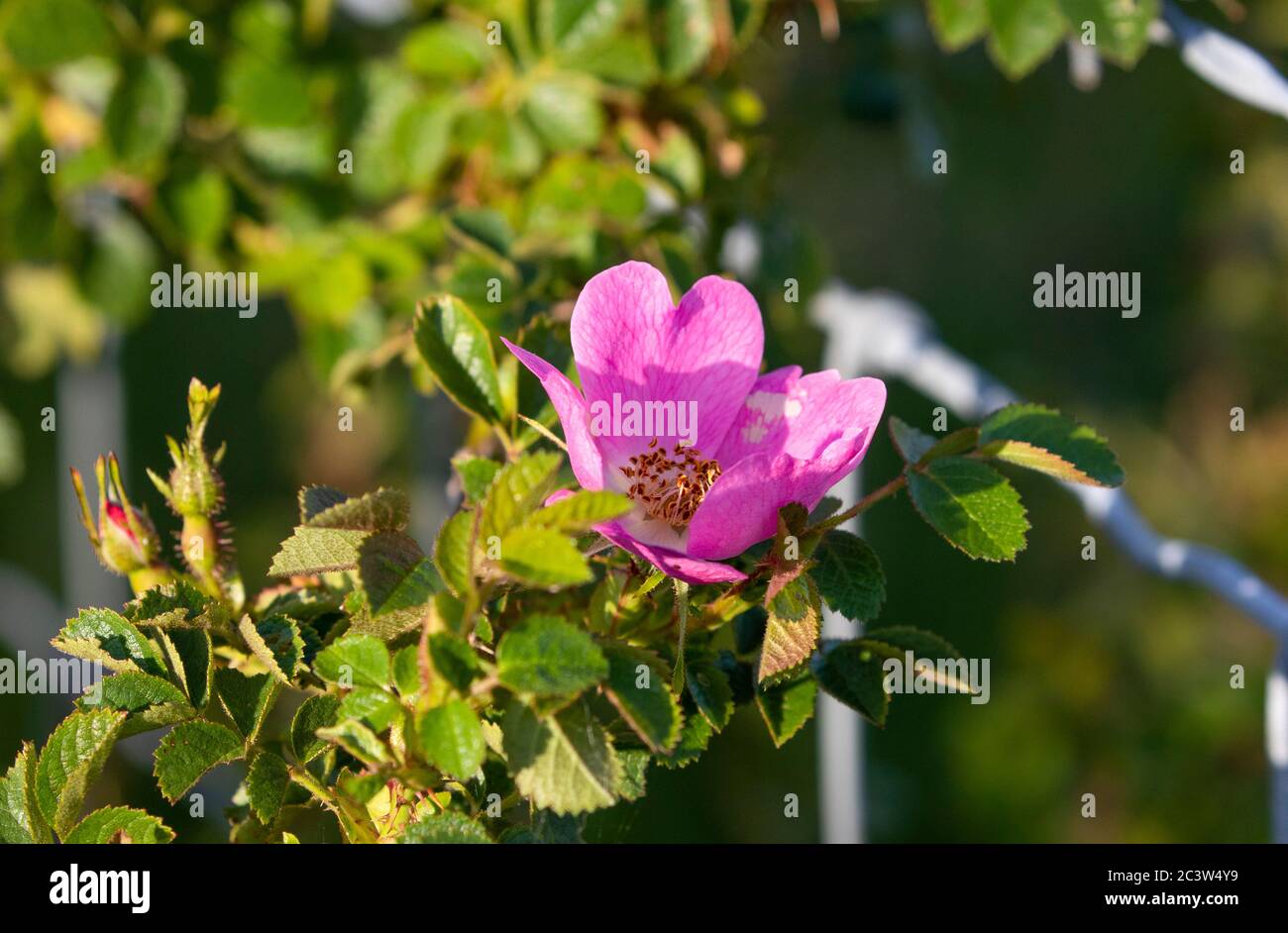 Cane Rosa in hedgerow Foto Stock