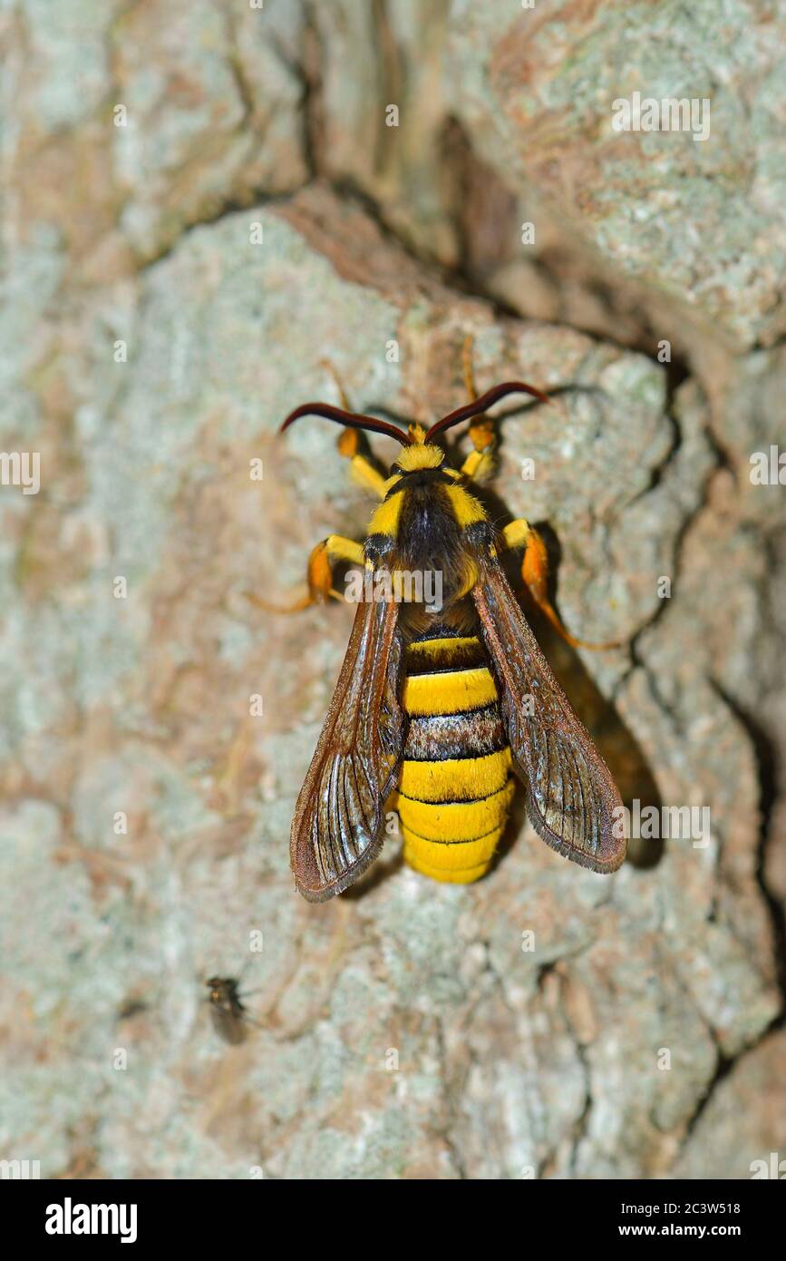 Hornet Moth (Sesia apiformis) poggiante su un tronco di albero Foto Stock