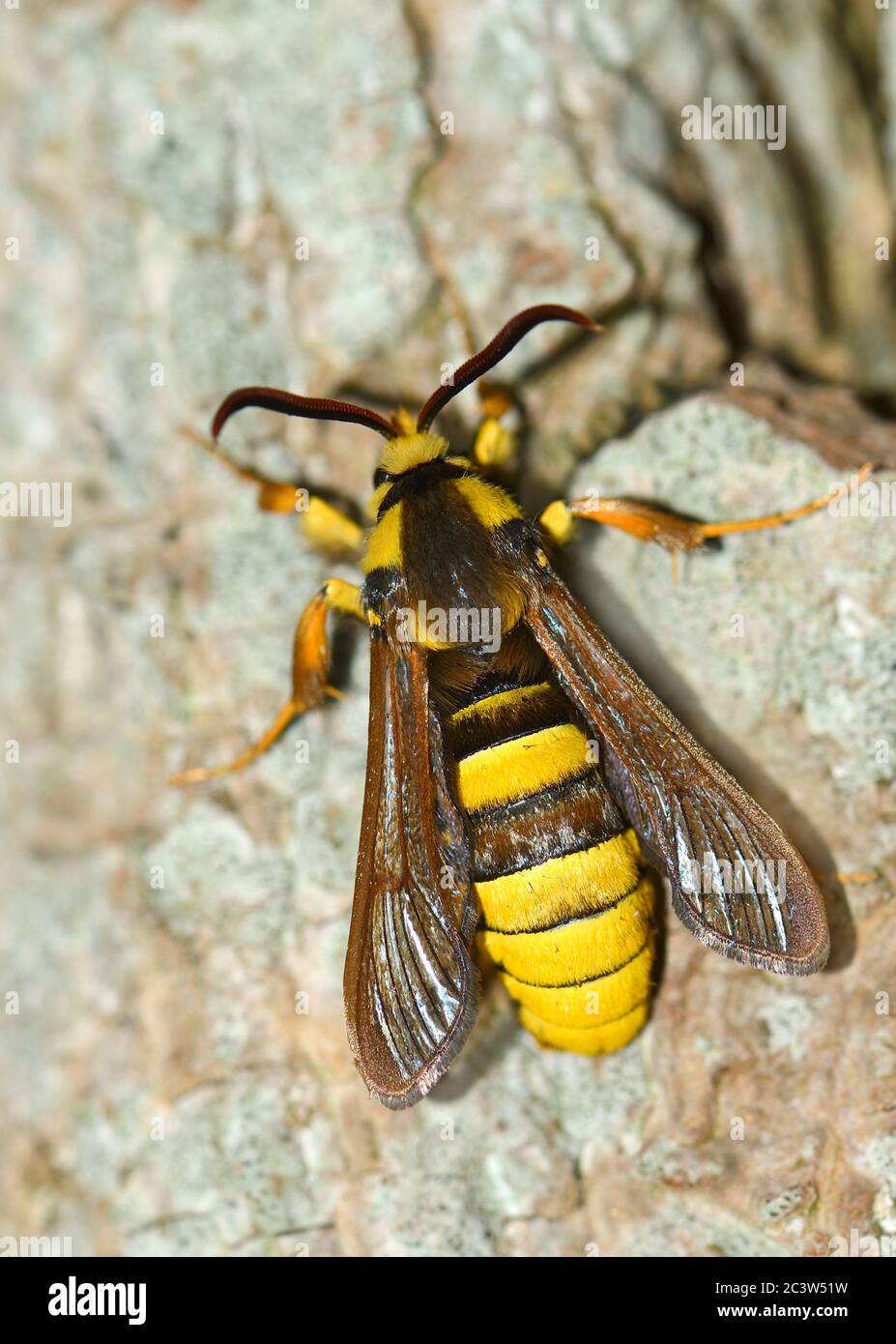 Hornet Moth (Sesia apiformis) poggiante su un tronco di albero Foto Stock