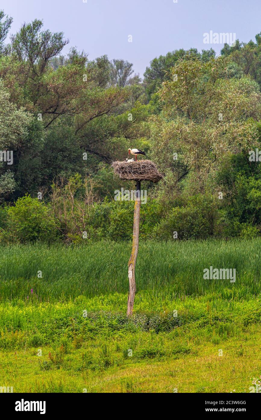 Cicogna con uccelli del bambino sul suo nido in trhe mezzo a un prato colorato e alberi sullo sfondo Foto Stock