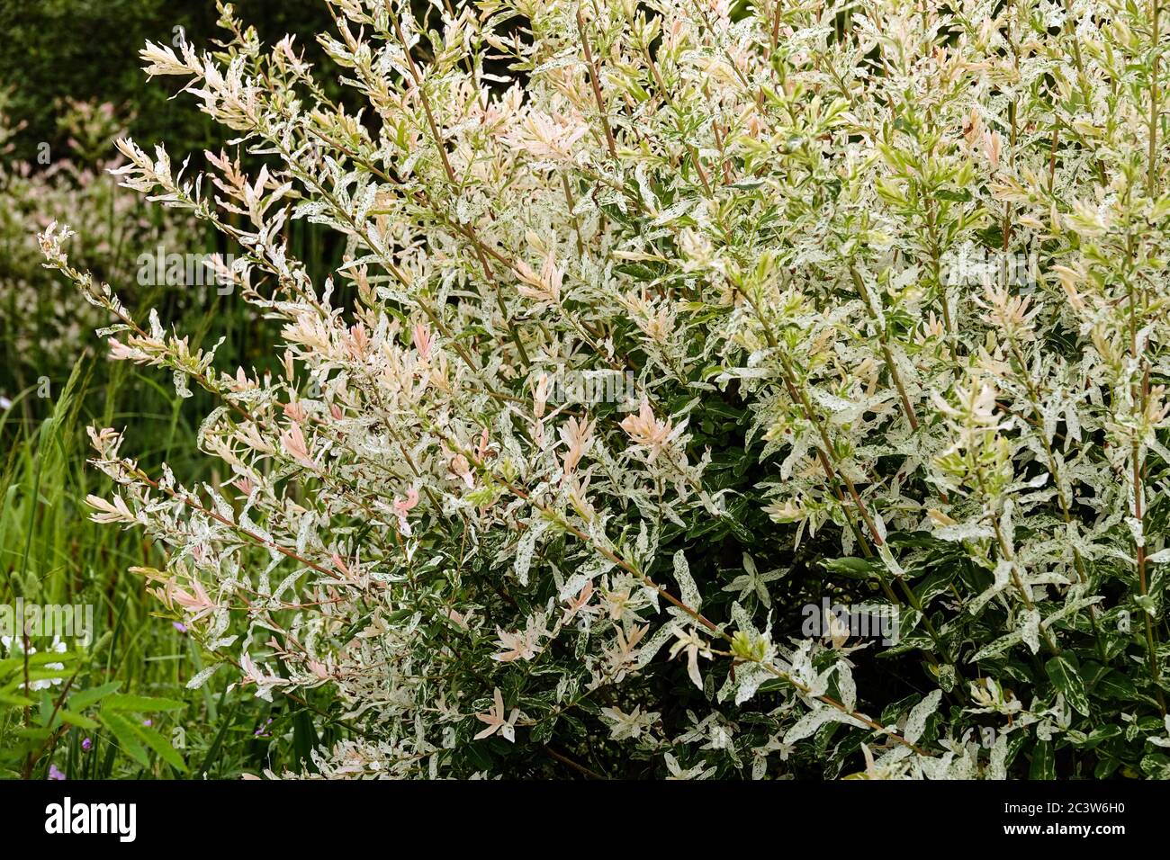Willow Salix integra Hakuro-Nishiki Foto Stock