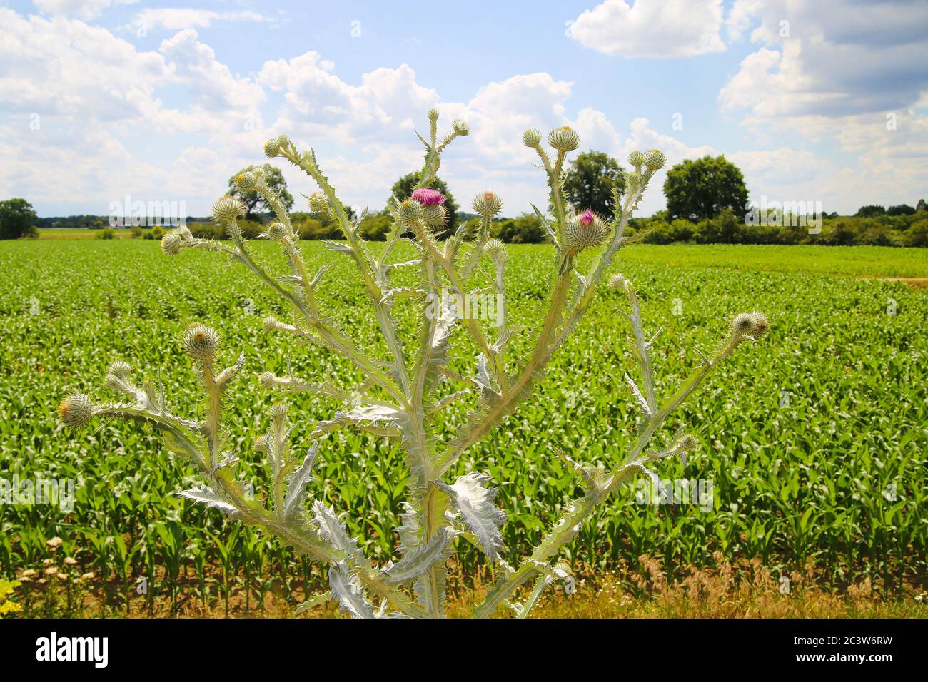 Vista su pianta di tistole di cotone scotch isoaltato (onopordum acanthium), fondo di campo di mais verde - Paesi Bassi Foto Stock