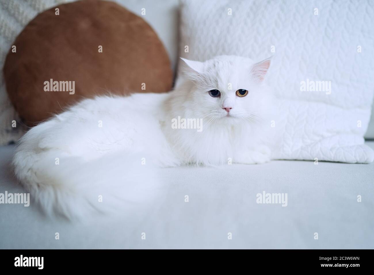 Gatto bianco con occhi diversi sdraiato su un divano in soggiorno Foto Stock