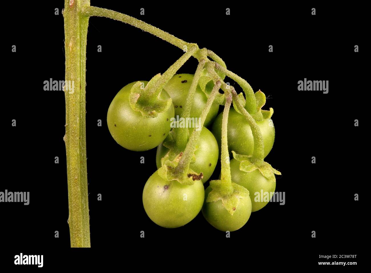 Nightshade nero (Solanum nigrum). Chiudiporta di Infruttescence Foto Stock
