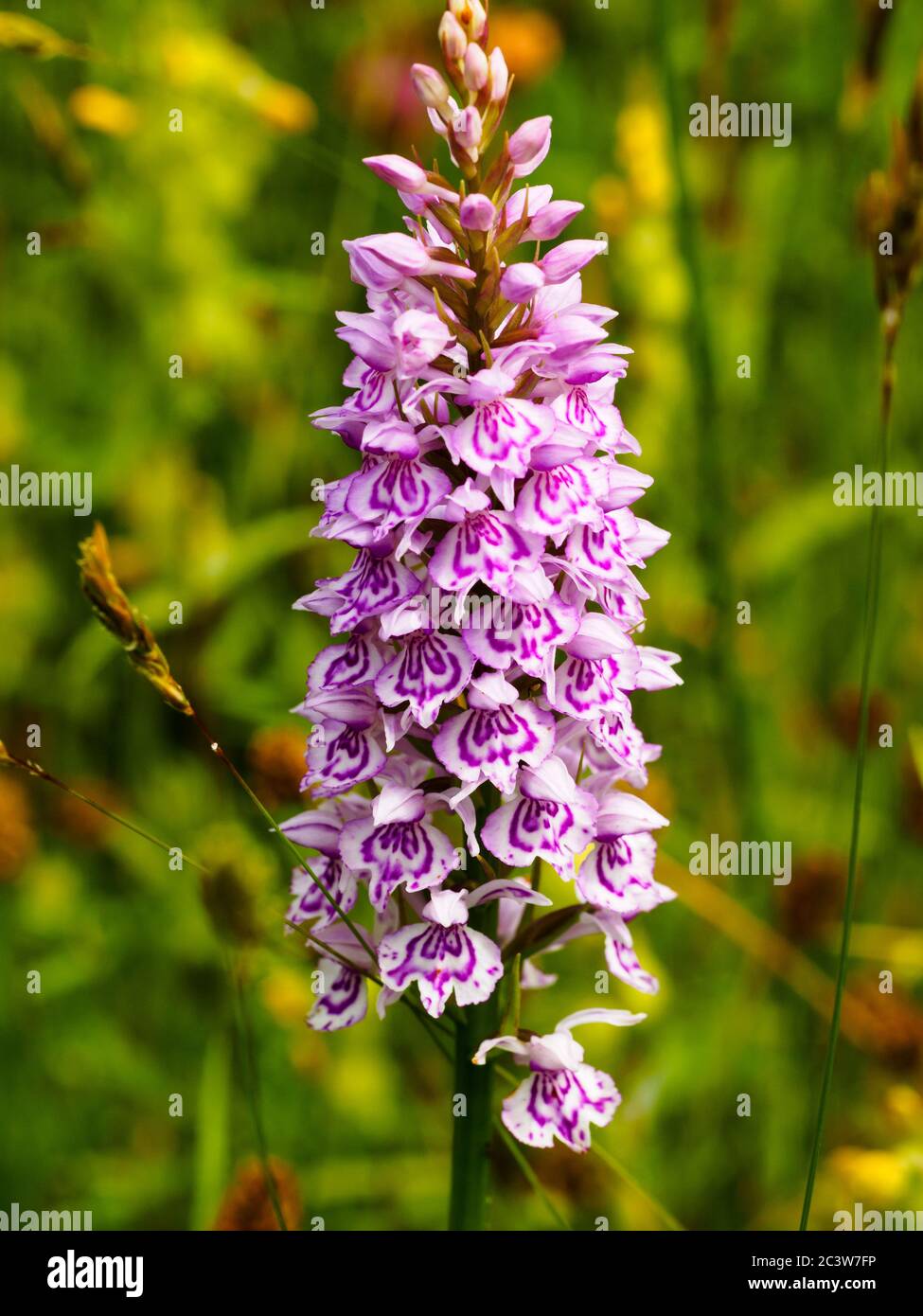 Orchidea comune macchiata, Dactylorhiza fuchsii, fiorendo in un prato di fiori selvatici all'inizio dell'estate Foto Stock