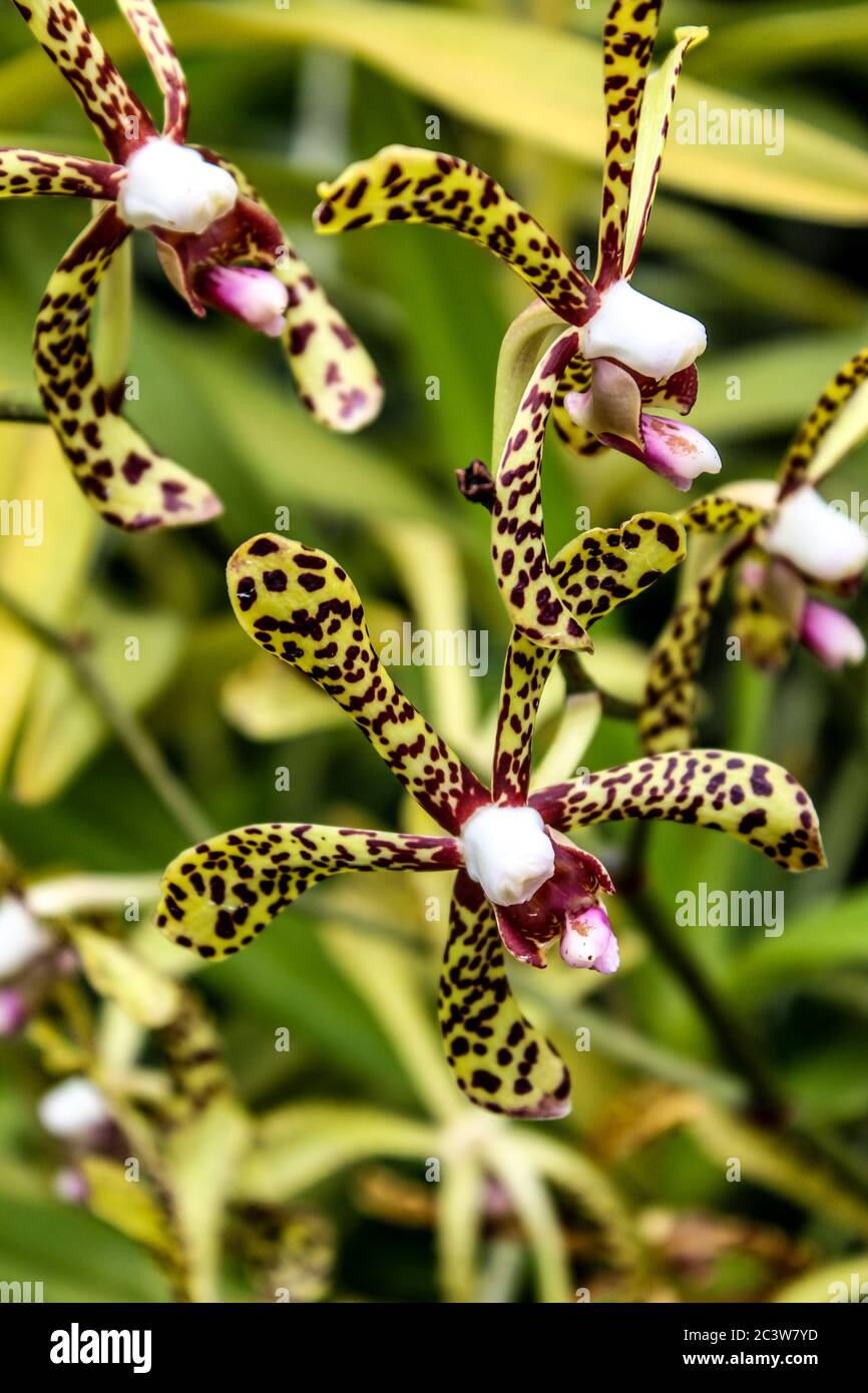 Orchidea puntinata Foto Stock