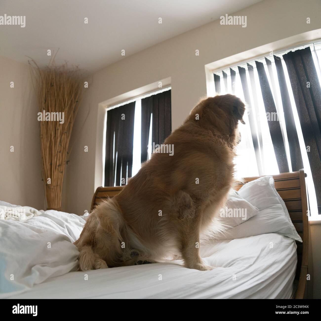Un Golden Retriever si sveglia, chiamato Sir Wonball dopo un lungo sonno tranquillo su un super letto king. Foto Stock