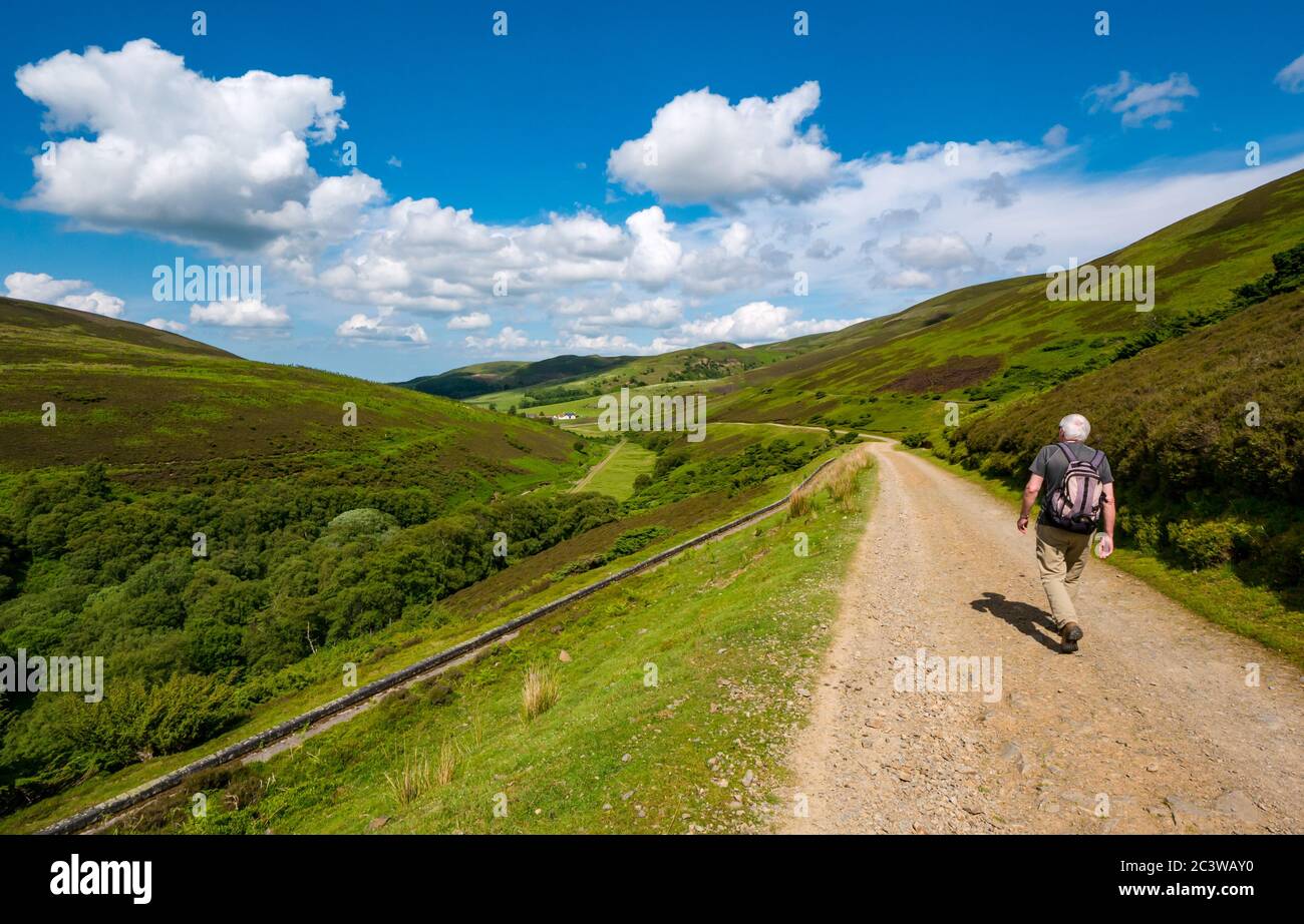 Uomo anziano che cammina su una pista sterrata che conduce giù valle, Lammermuir Hills, East Lothian, Scozia, Regno Unito Foto Stock